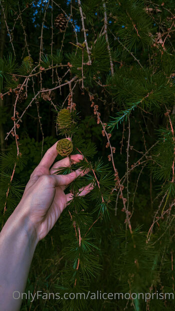 alicemoonprism