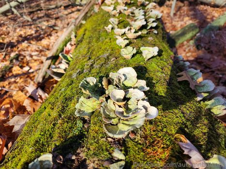 autumnbuttons