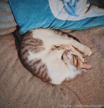 fosterkittendad