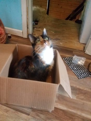 katcalico