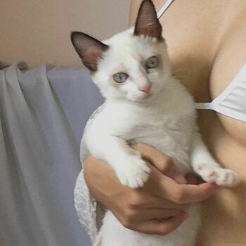 kewlercat
