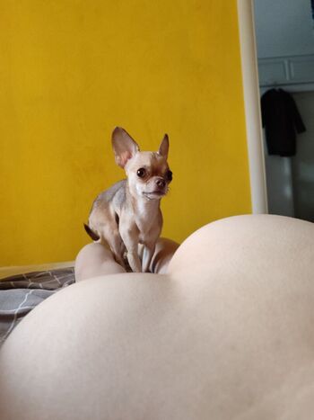 Lil Yves