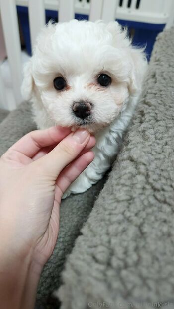milkpink_sia