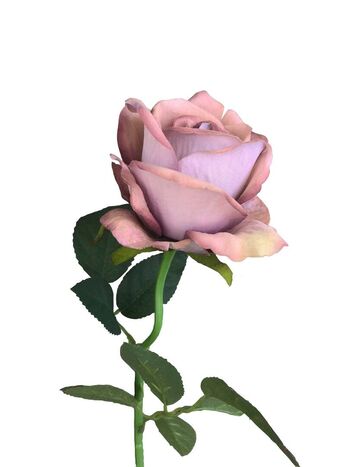 Rose Wild