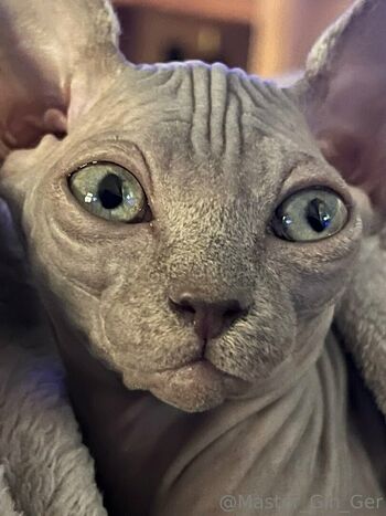 steeletigerlily