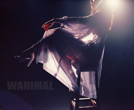 Wanimal Models